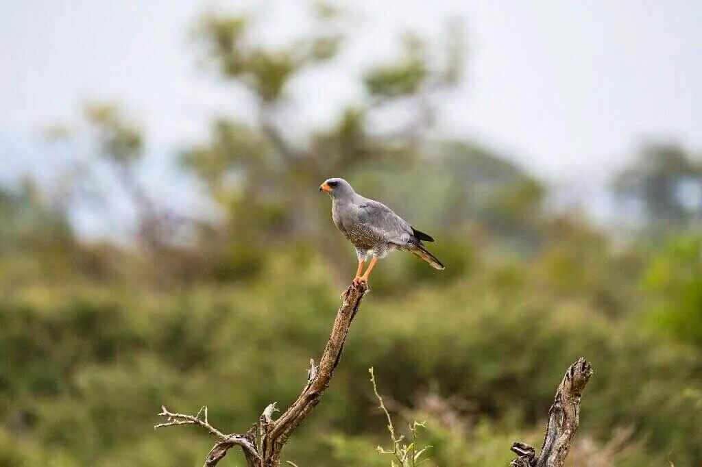 Dark chanting goshawk